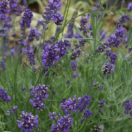 Apartment Apart Ferienraich